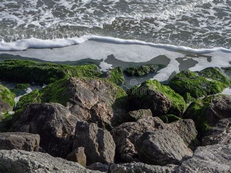 Seashore Rocks Texture Close Up Natural Stone Background Green Color