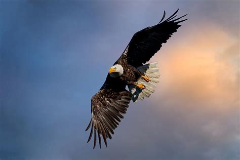 Eagle And Storm Clouds Photograph By Randy Robbins Fine Art America