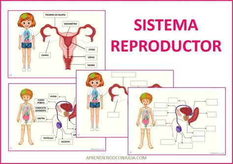 Mejores Imágenes De Sistema Reproductor Femenino Y Masculino Y Images and Photos finder