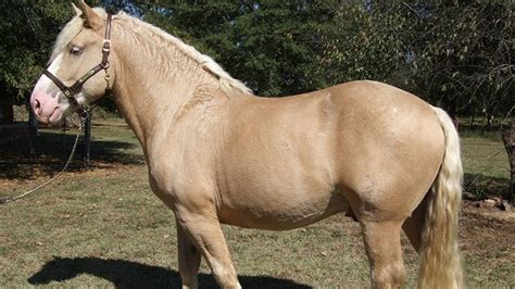 Interesting Facts About American Cream Draft Horse You