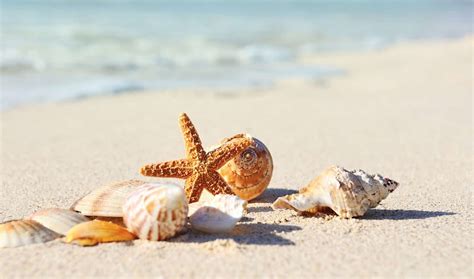 Your Complete Guide To Shelling On Anna Maria Island