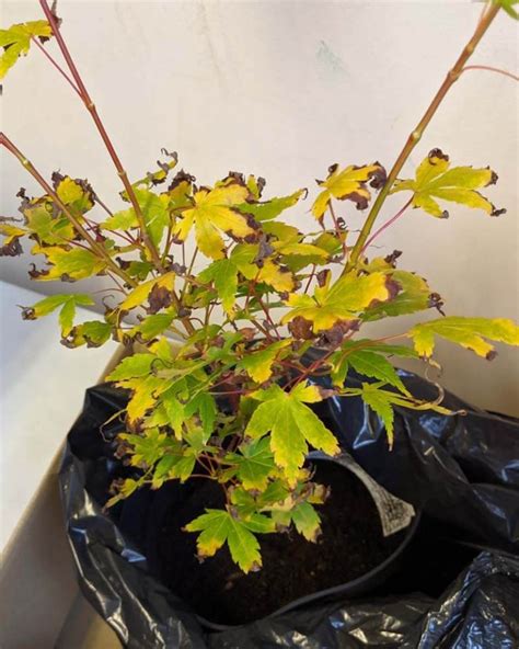 Why Is My Japanese Maple Turning Yellow World Of Garden Plants