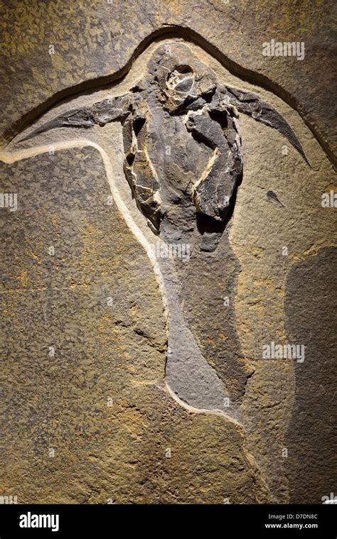 Fossil Fish Placodermi Devonian Age Stock Photo Alamy