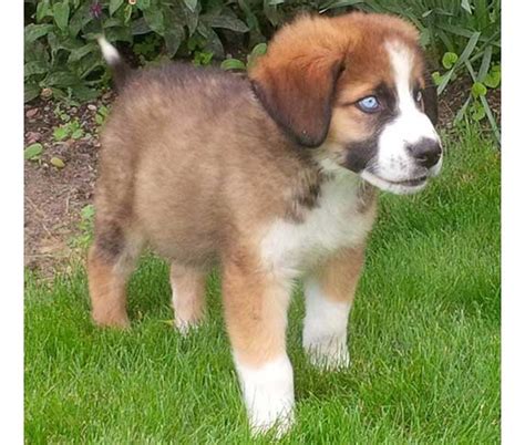 St Bernard Husky Mix Saint Berhusky Info Pictures And Facts Zooawesome