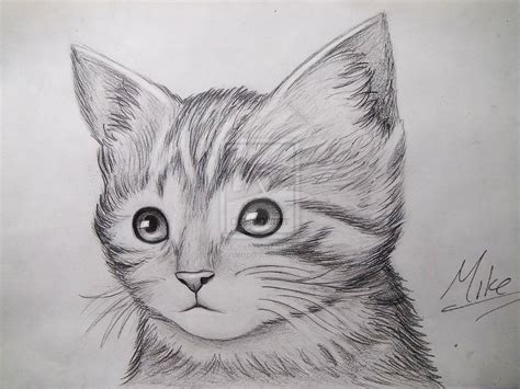 Cat Drawing Realistic Cat Drawing Kitten Drawing