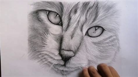 Como Dibujar Un Gato Realista Super Facil Drawings Pencil Youtube My