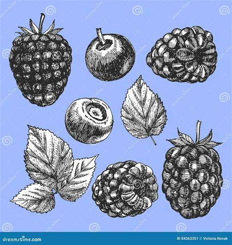 Hand Drawn Set Of Berries Stock Vector Illustration Of Plant 84363351