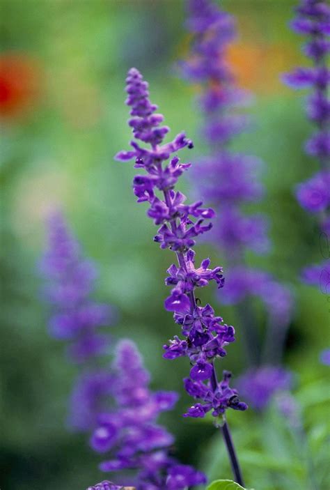 Plants have square stems and five petalled flowers that have a fragrance like sage. 15 Best Plants for Texas Landscapes | Texas plants, Texas ...