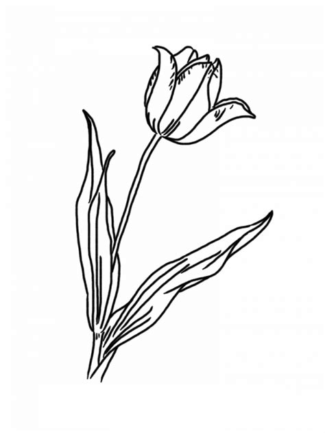 These coloring pages featuring these dainty flowers with their special shape and in this section we offer simple tulips coloring pages for children and more realistic. Tulip Pictures To Print - Coloring Home