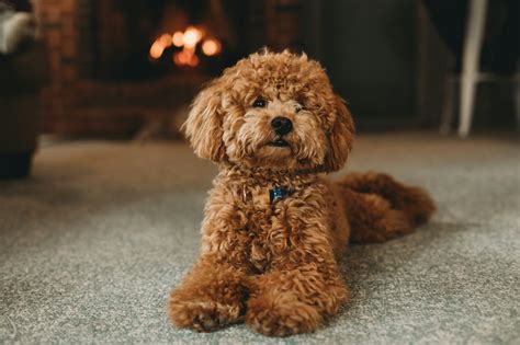 10 Curly Haired Dog Breeds From Small To Large 2023 List