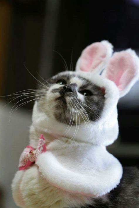 34 Best Images About Cabbits Catrabbit On Pinterest