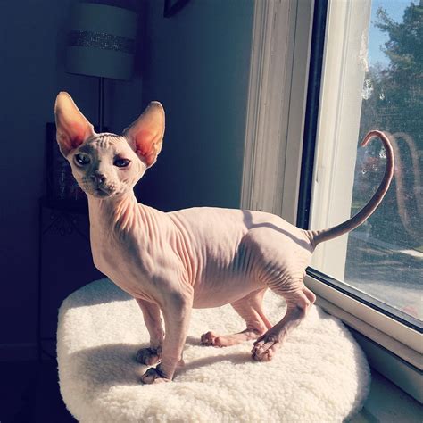 5 Facts About The Hairless Sphynx Cats Life With Catman