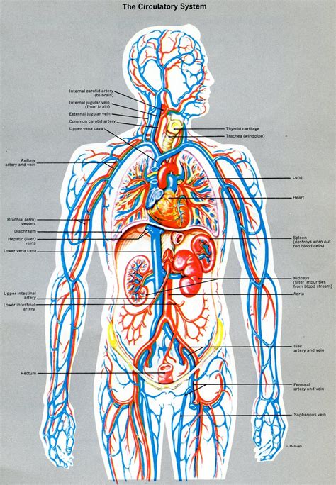 Medical Illustration Scientific Illustration Anatomy Art