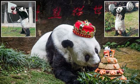 Worlds Oldest Captive Panda Basi Dies In China
