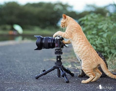 Photographer Cat Rcats