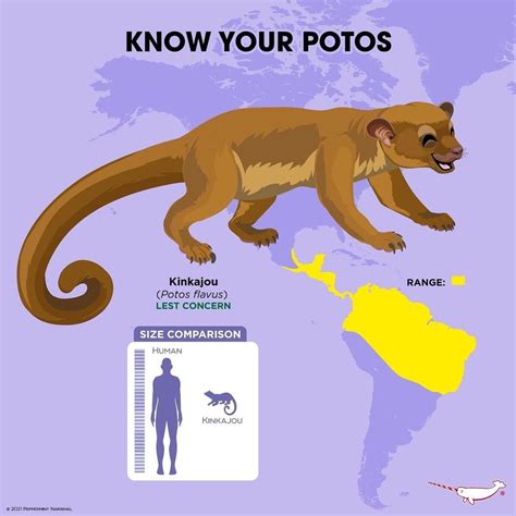 Marsupial, Primates, Mammals, Animals Of The World, Animals And Pets