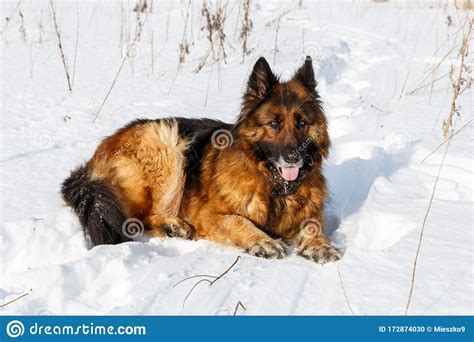 German Shepherd Dog Lying In The Snow Stock Photo Image Of German