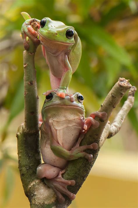 Pose Frog Pose Frog Cute Animals Cute Frogs Animals