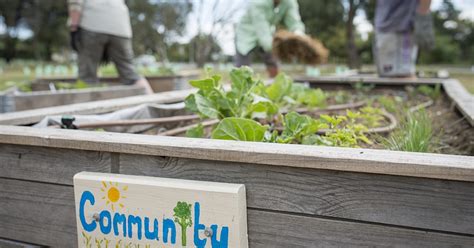 Community gardens are a concept that has been around for the past few decades. Join a community garden | Community gardens | City of Marion