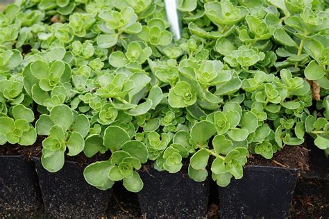 Teppiche für balkon und terrasse sind außerdem ein garantiertes optisches highlight. Garten-Teppich-Fettblatt Album Superbum kaufen | floranza ...