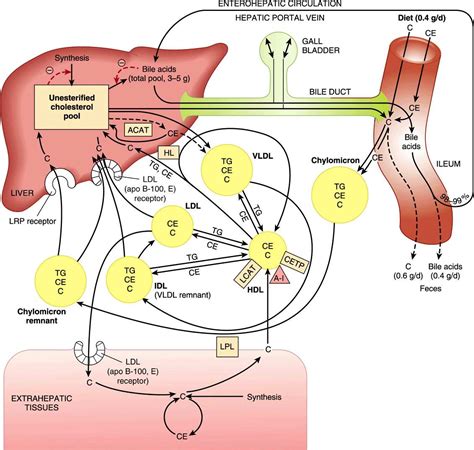 Cholesterol Synthesis Transport And Excretion Basicmedical Key