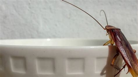 20 Interesting Questions About Cockroaches Pest Control