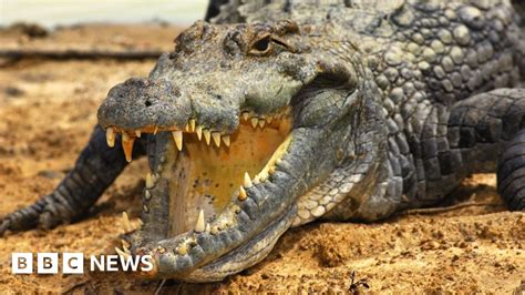 Croc Of Gold Kenyas Booming Crocodile Farm Industry Bbc News