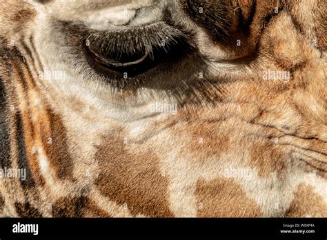 The Eye Of A Giraffe As Close Up Stock Photo Alamy