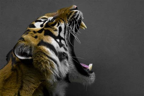 Bengal Tiger 3d Wallpaper Hd Wallpaper Wallpaper Flare Images And