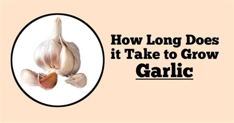 After your orchid has bloomed once, getting it to bloom again requires only giving in what it needs. How Long Does it Take to Grow Garlic - Rockets Garden