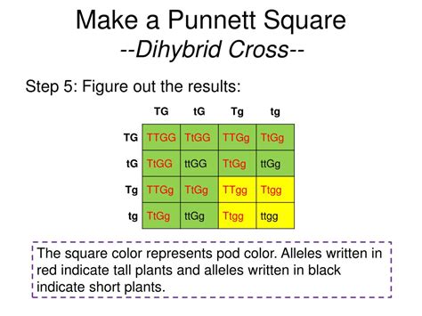 Dihybrid Cross Punnett Square Explanation Gene Interactions