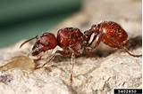 California Fire Ants