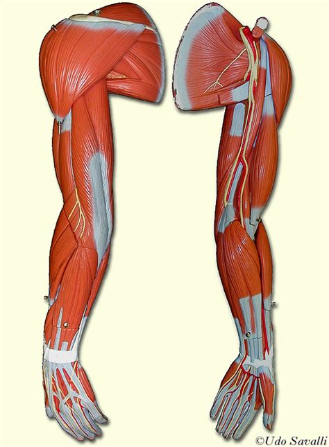 Muscles Of The Upper Extremity Arm Quiz By Aidanflieger