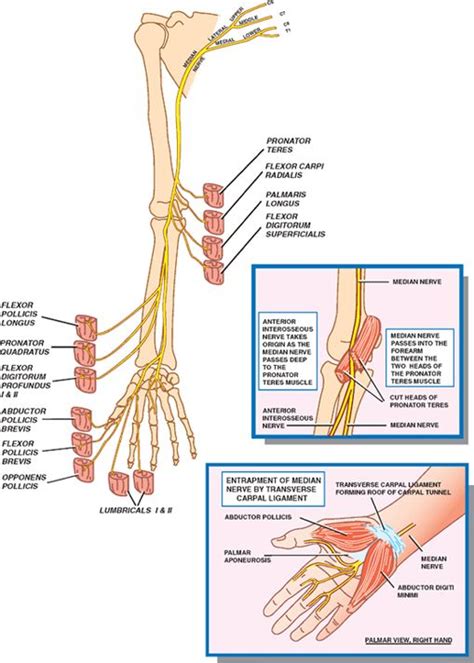 Peripheral Nerves Neupsy Key Peripheral Nerve Nerve Human Anatomy