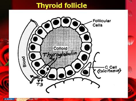 Histology Of The Thyroid Dr Ahmed Abdulhussein Alhuchami