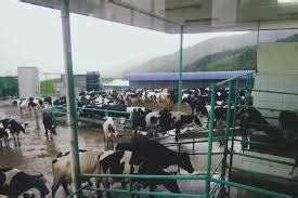 Did you mean des cattle sabah sdn bhd? The Mystical Wonders Of Sabah: DESA CATTLE DAIRY FARM ...