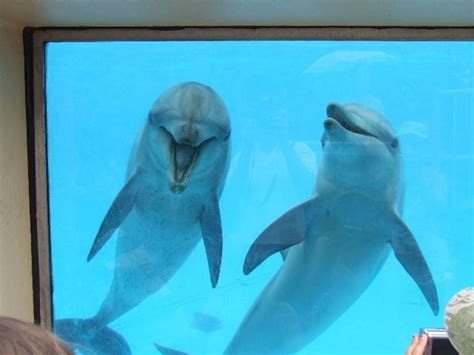 Cruel Dolphinarium Proposed In Poland Heres How You Can