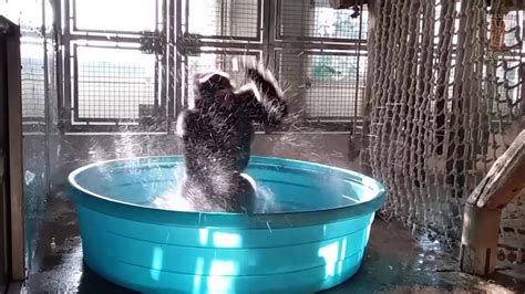 Video Gorilla Breakdancing In Pool Goes Viral
