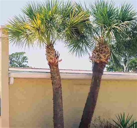 Check spelling or type a new query. So many different types of palm trees. From enjoy ...