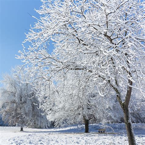 The Risk Of Snow On Trees Elite Tree Care