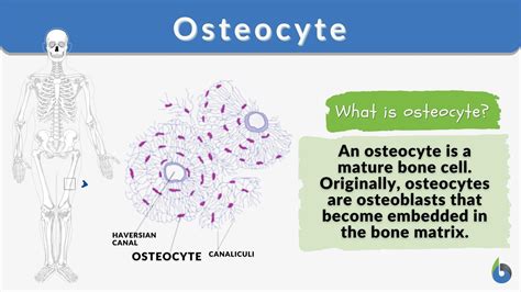Osteocyte Definition And Examples Biology Online Dictionary