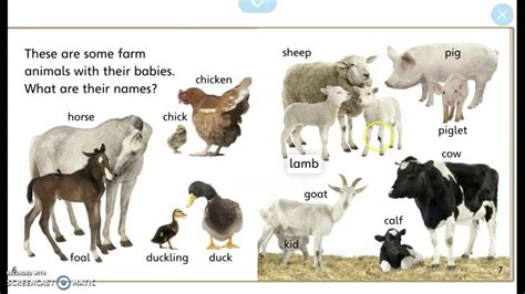 Farm Animals Youtube
