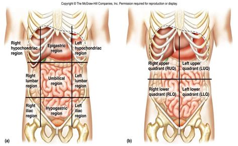 Diagram of pain for tattoos. Diagram Rib Cage With Organs - Rib Cage Human Anatomy Organs