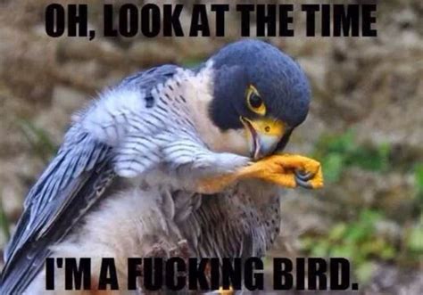 Birds Lol Animal Memes Funny Pix Funny Pictures