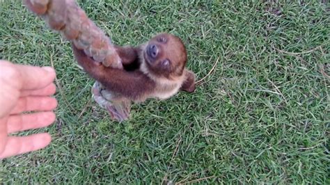 Baby Sloth Learning To Climb Youtube