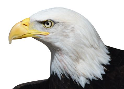 Bald Eagle Eagle Head Png File Png Download 620561 Fr