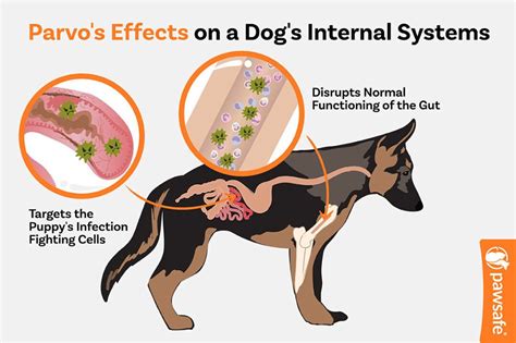 Parvo Poop Smell Can You Tell If Your Puppy Has Parvo From The Poop