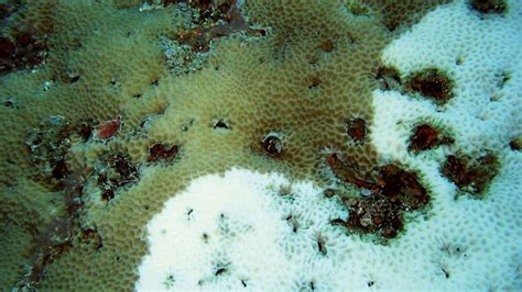 Coral Bleaching Definition Causes Consequences And Facts Britannica