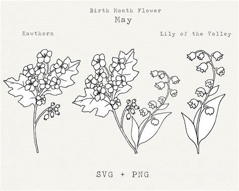 Lily Of The Valley Svg Hawthorn Svg May Birth Month Flowers May