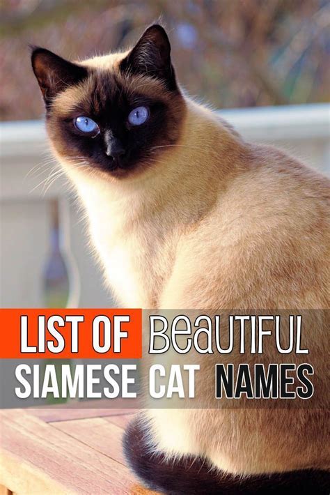 List Of Beautiful Siamese Cat Names Catnames Siamese Cat